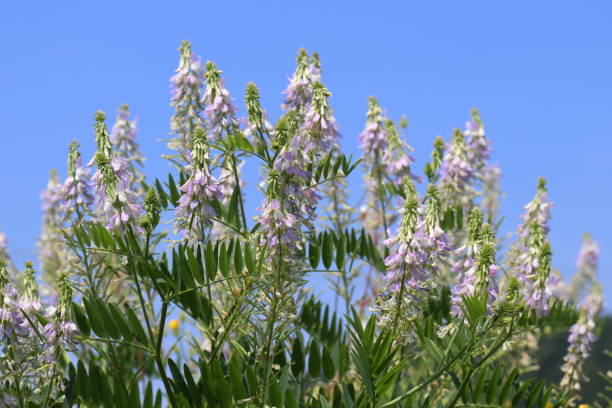 Goat's Rue Herb (Galega officinalis) - Image 2