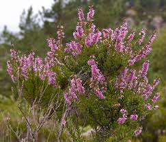 Heather Flowering Tops (Calluna vulgaris) - Image 2