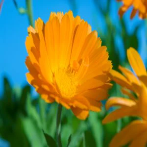 Marigold Flower Petals (Calendula officinalis) - Image 2
