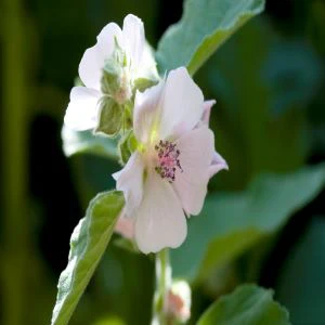 Marshmallow Leaf (Althaea officinalis) - Image 2
