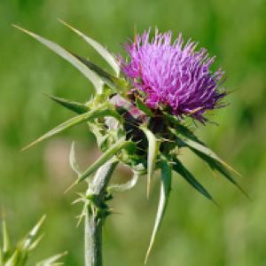 Milk Thistle Seed (Silybum marianum) - Image 2