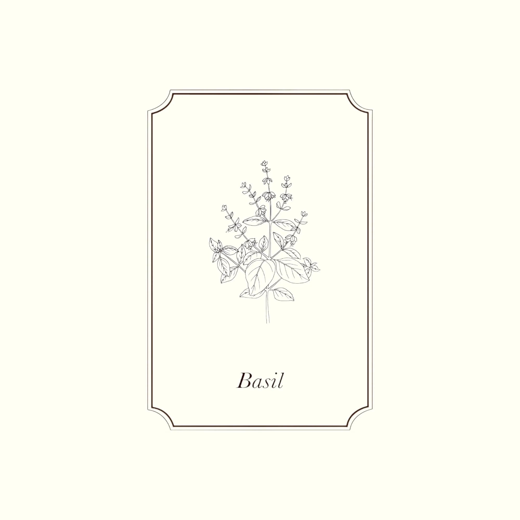 Napiers Basil Essential Oil - Image 2