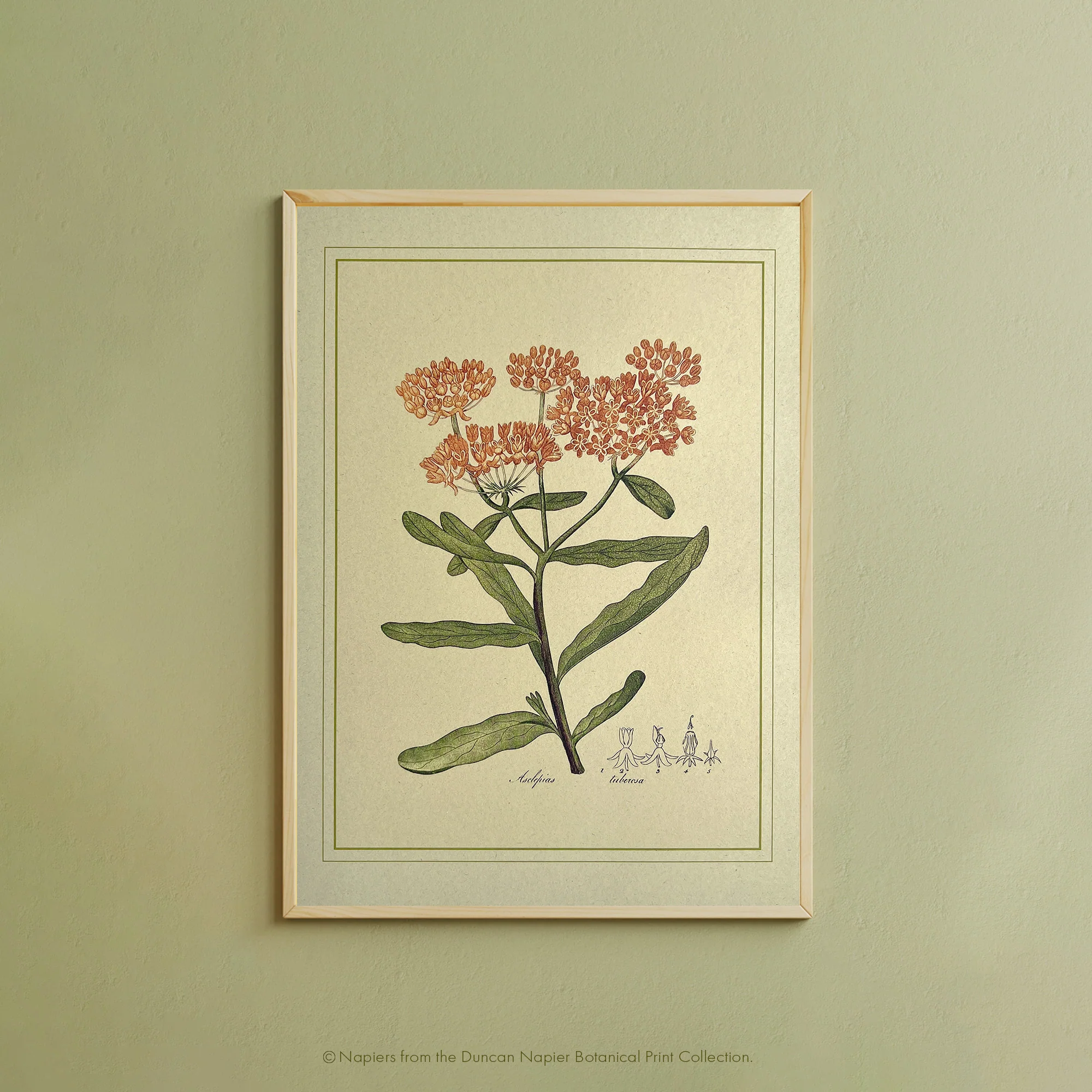 Napiers Botanical Prints - Image 2