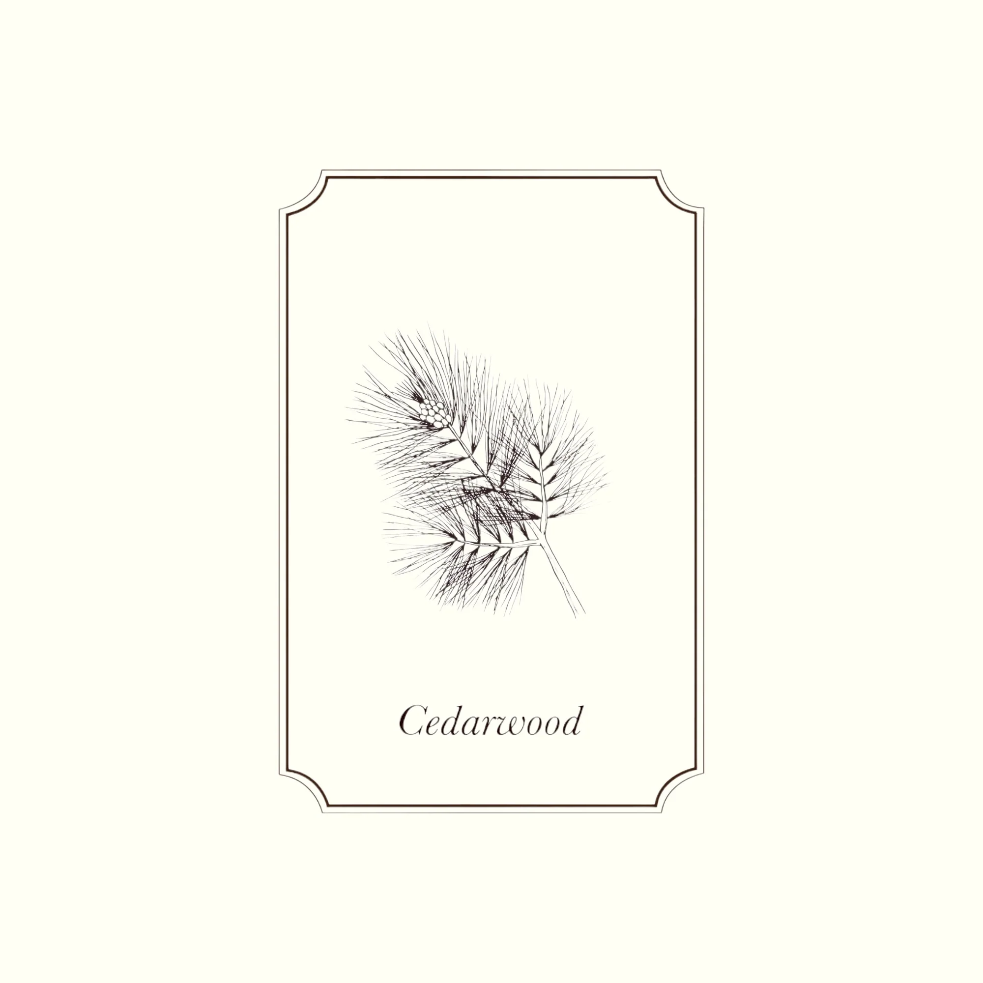 Napiers Cedarwood (Atlas) Essential Oil - Image 2