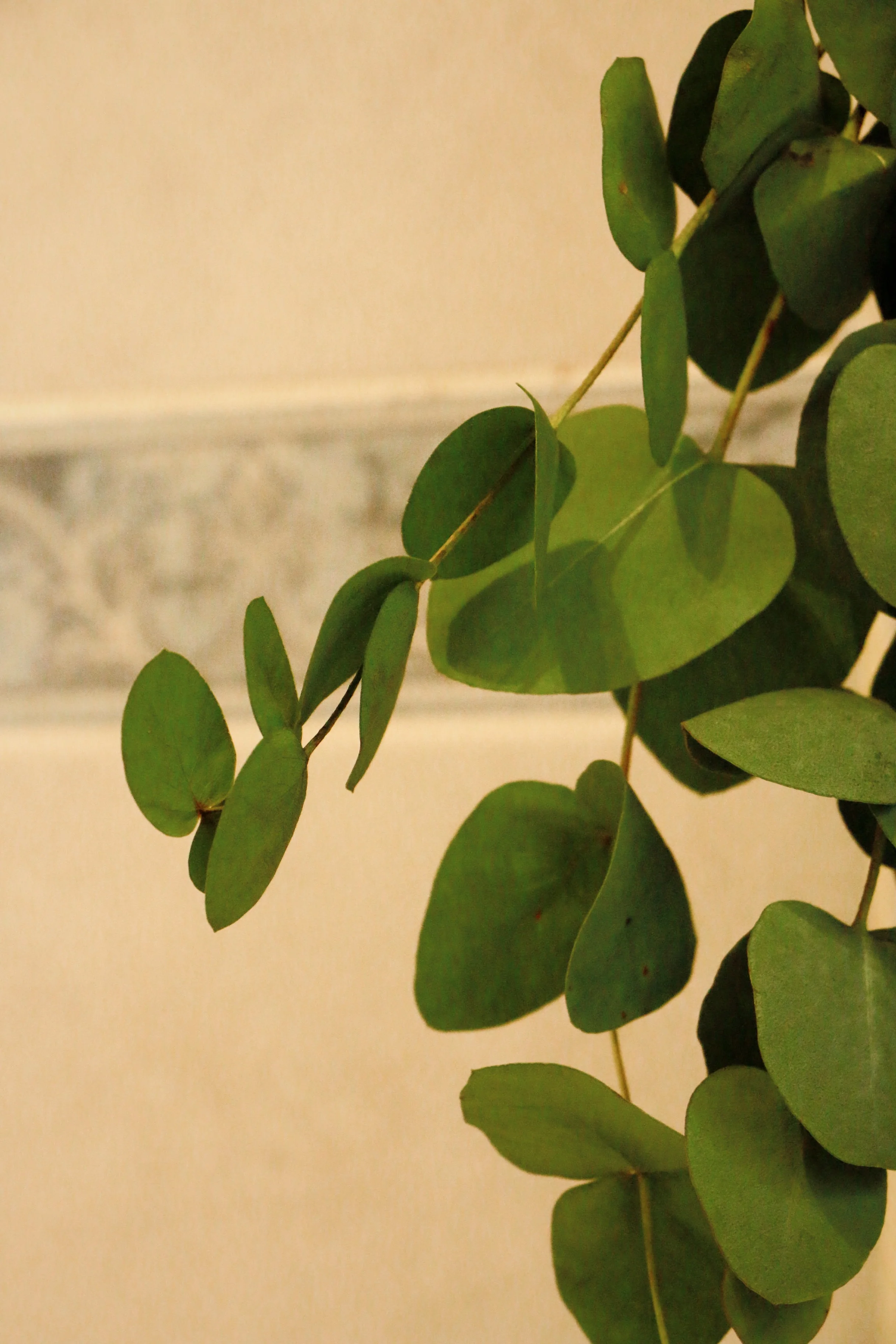 Napiers Aromatherapy Eucalyptus Shower Bunch - Image 3
