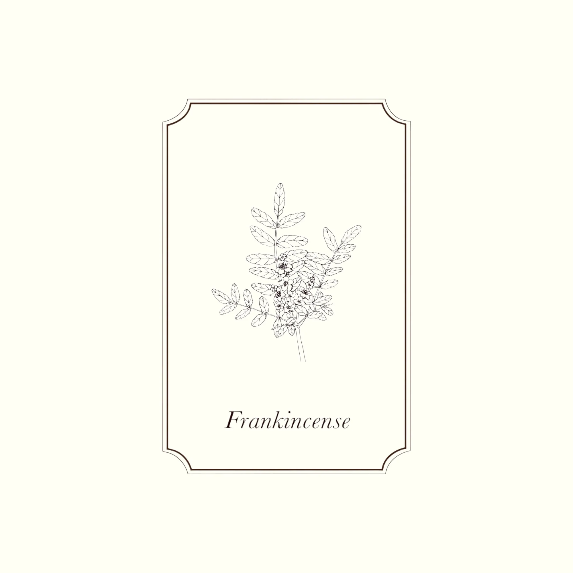 Napiers Frankincense Essential Oil - Image 2