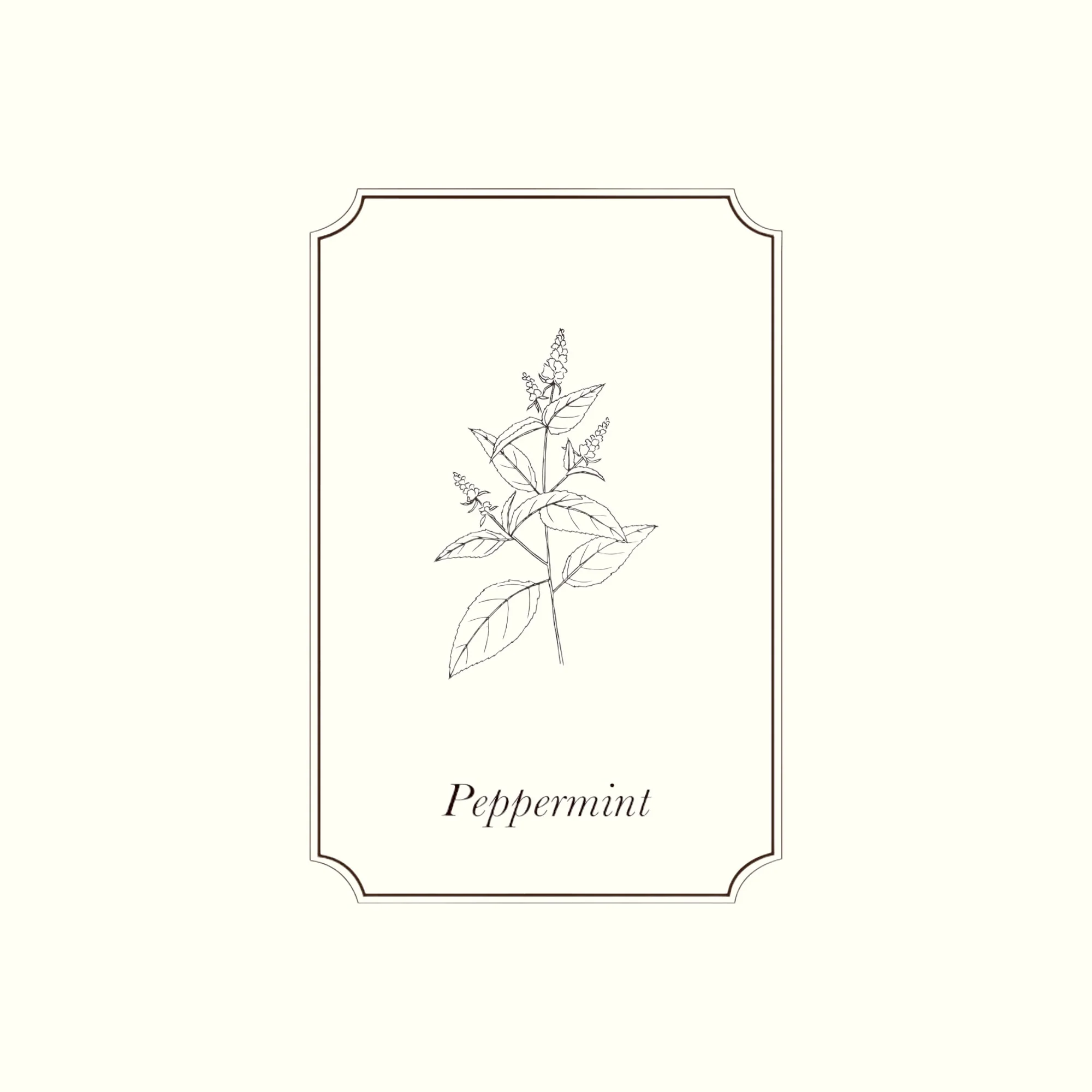 Napiers Peppermint Essential Oil - Image 2