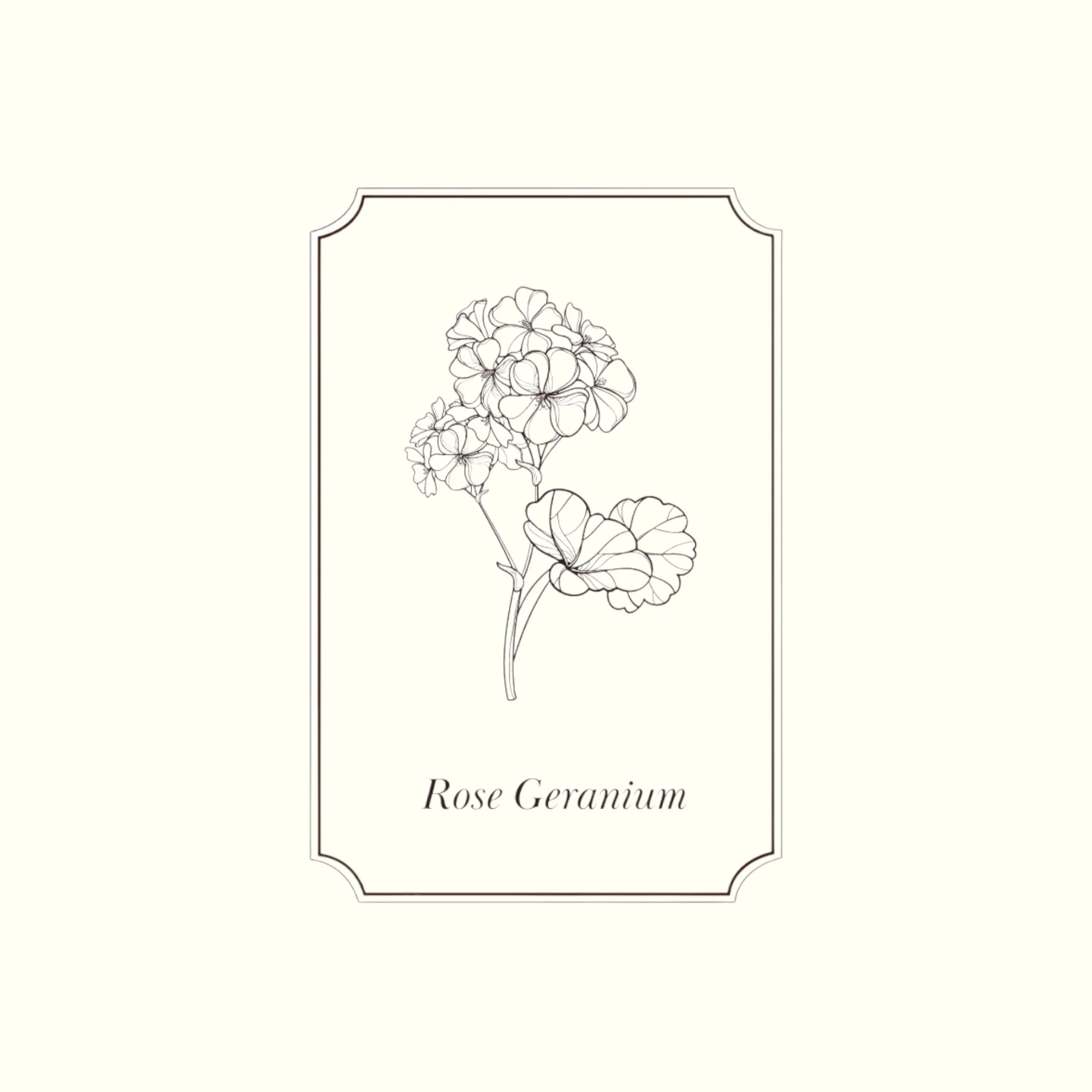 Napiers Rose Geranium Essential Oil - Image 2