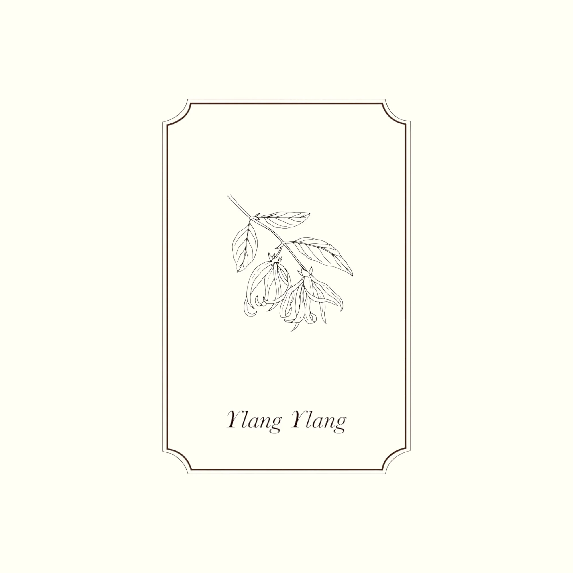 Napiers Ylang Ylang Essential Oil - Image 2