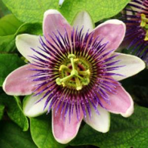 Passionflower Herb (Passiflora incarnata) - Image 2