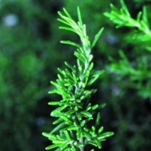 Rosemary Herb (Rosmarinus officinalis) - Image 2