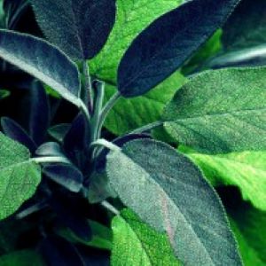 Sage Leaf (Salvia officinialis) - Image 2