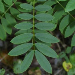 Senna Leaf (Senna alexandrina) - Image 2