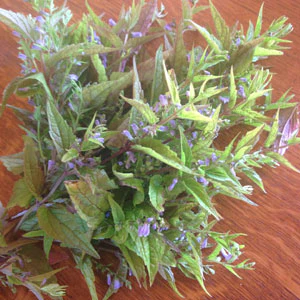 Skullcap Herb (Scutellaria lateriflora) - Image 2