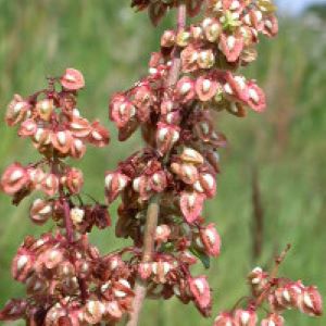 Yellow Dock Root (Rumex crispus) - Image 2